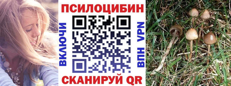 Псилоцибиновые грибы Psilocybine cubensis  Медвежьегорск 
